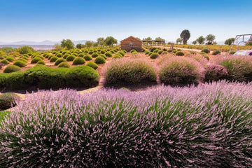 Organic Lavender