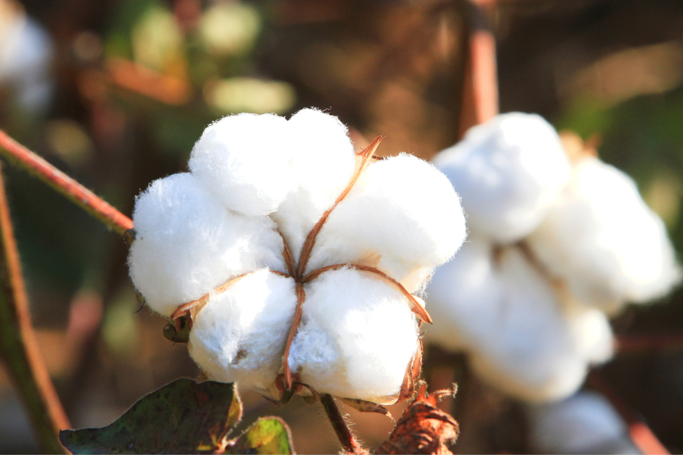 What is the Difference Between Organic Cotton and Traditional Cotton?