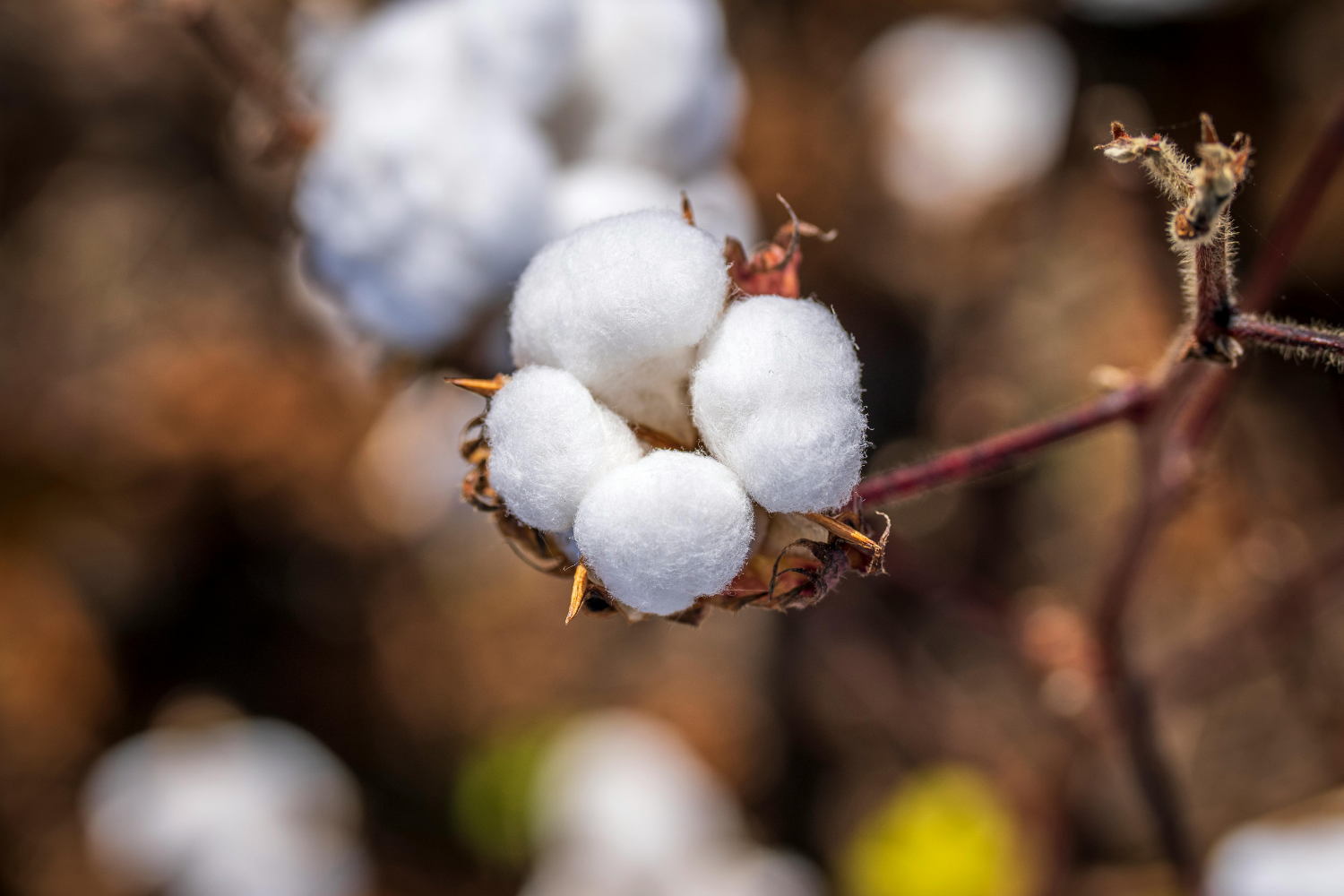 Why Cotton USA Certified Linens Are the Gold Standard for Luxury Hotels and Boutique Hospitality