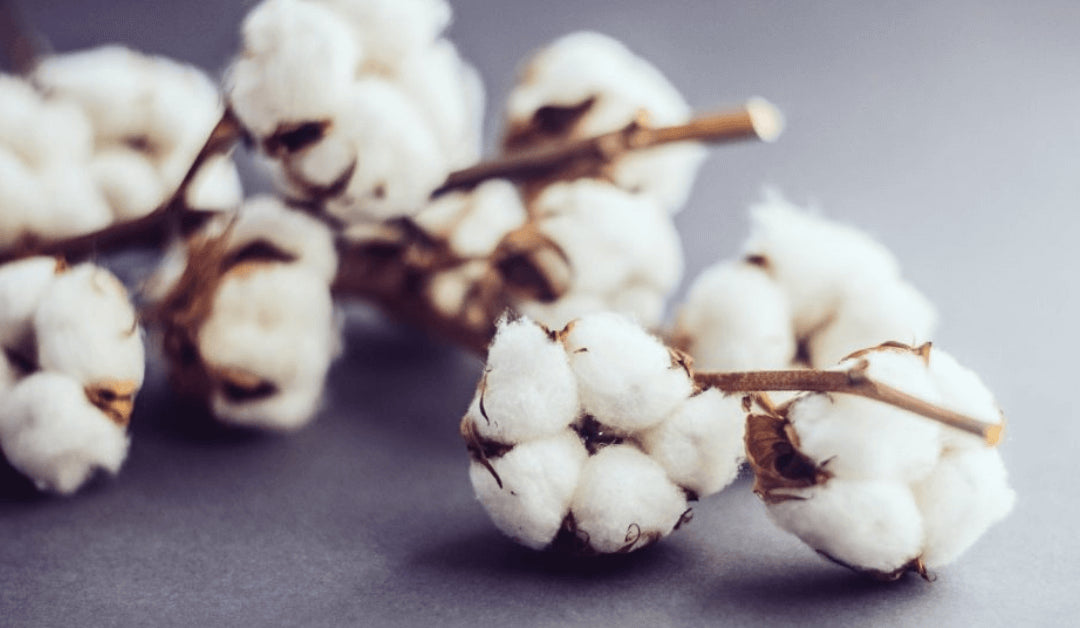 What Is So Special About Turkish Cotton?